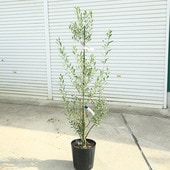 ���ڡ����ڡ����꡼�֡ʥ��ץ�å����Ρ�*����150��� ���ʸ¤ꡡ�緿�����������