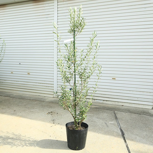 庭木・植木：オリーブ（シプレッシーノ）*樹高150cm 現品限り 大型