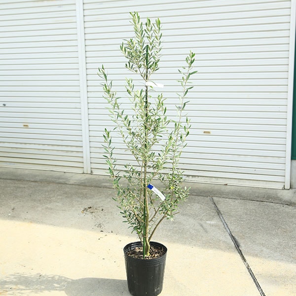 庭木・植木：オリーブ（シプレッシーノ）*樹高150cm 現品限り 大型
