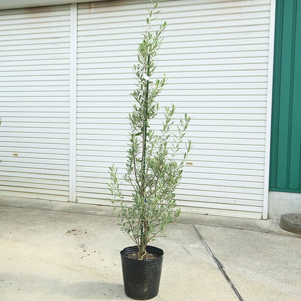 庭木・植木：オリーブ（シプレッシーノ）*樹高150cm 現品限り 大型