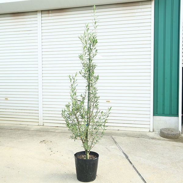 オリーブの木,た植物/観葉植物 シプレッシーノ全長約330㎝引取り限定セール中❗️ 庭木・植木：オリーブ（シプレッシーノ）*樹高150cm 現品限り 大型