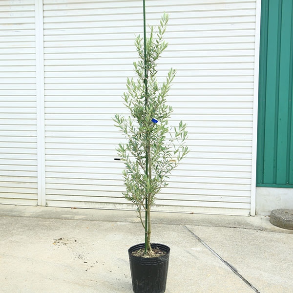 ڡڡ꡼֡ʥץåΡ*150 ʸ¤ꡡ緿