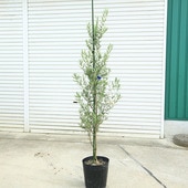 ���ڡ����ڡ����꡼�֡ʥ��ץ�å����Ρ�*����150��� ���ʸ¤ꡡ�緿�����������