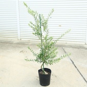 ���ڡ����ڡ����꡼�֡ʥ�å��ˡ�*����140��� ���ʸ¤ꡡ�����������