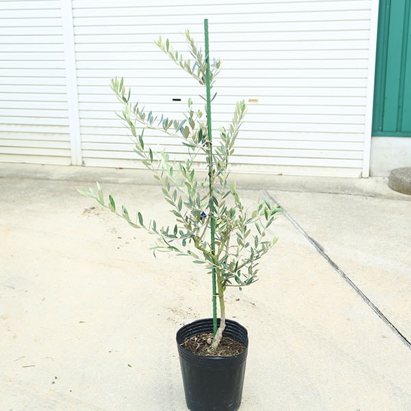 ڡڡ꡼֡ʥ*100 ʸ¤