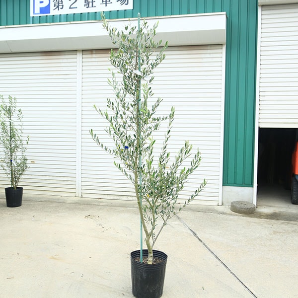 ڡڡ꡼֡ʥå*190 ʸ¤ꡡ