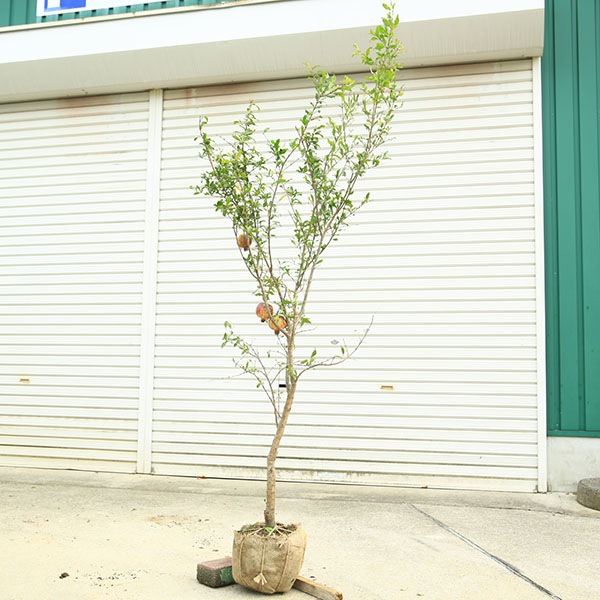 庭木 植木 ：大実甘ザクロ（大実ザクロ）特大株* 樹高170cm 柘榴