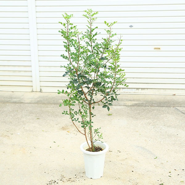 ڡڡʡԥʸ¤ꡡ*ڥ󸶻Τ襤