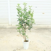 ���ڡ����ڡ����ʡ��ԥ������������ʸ¤ꡡ*���ڥ��󸶻��Τ��襤����