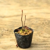 ġʥʥޥ *ʤʤʤޤɡ