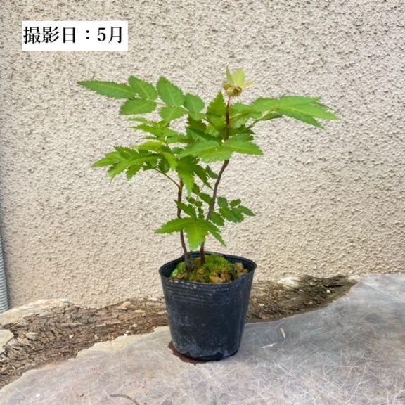 苗：ナナカマド *（ななかまど） | 新着商品 | 遊恵盆栽 本店