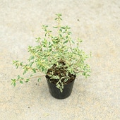 �����ġ������ġ����٥ꥢ�ʥ���ե��åƥ��ˤ��٤ꤢ�������ꥢ�٥ꥢ����4��ݥå�