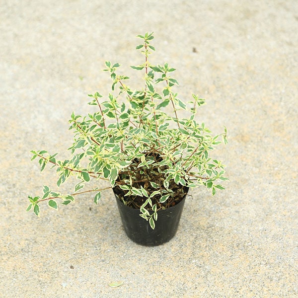 庭木苗・植木苗：アベリア（コンフェッティ）あべりあ 斑入りアベリア