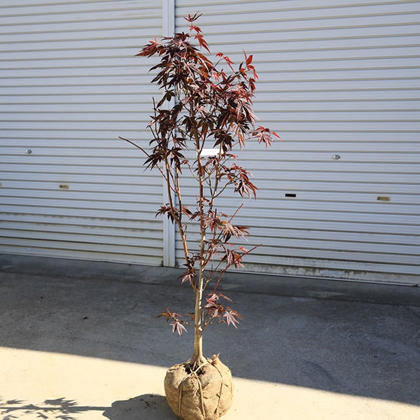 ڡڡϡ¼ߤ¼ߤաߤ*ա120ȯʸ¤ꡪ 