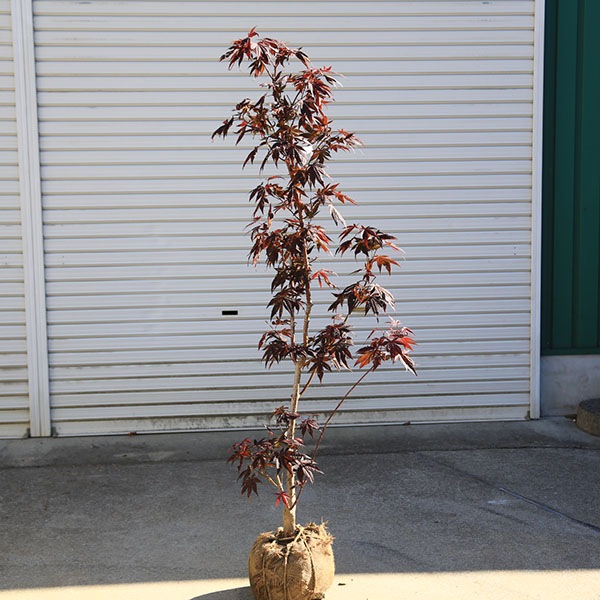 ڡڡϡ¼ߤ¼ߤաߤ*ա140ȯʸ¤ꡪ 