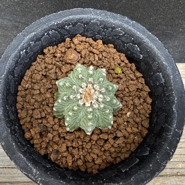 サボテン：アズテキウム 花籠（はなかご）自根*幅3cm 現品 一品限り