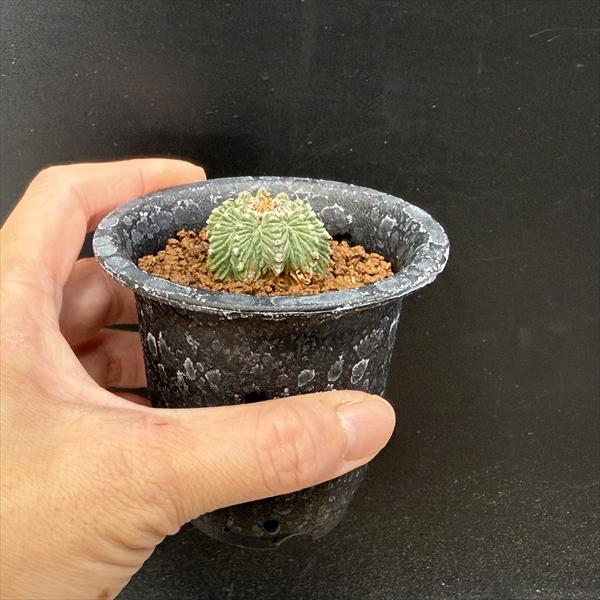 サボテン：アズテキウム 花籠（はなかご）自根*幅3cm 現品 一品限り