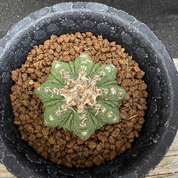 サボテン：アズテキウム 花籠（はなかご）自根*幅3.7cm 現品 一品