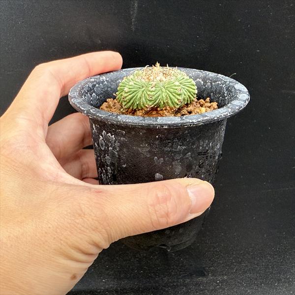 t*e様 ◆オークション　花籠　発根株　サボテン　多肉植物 t*e様 ◇オークション 花籠 発根株 サボテン 多肉植物 2025年最新】