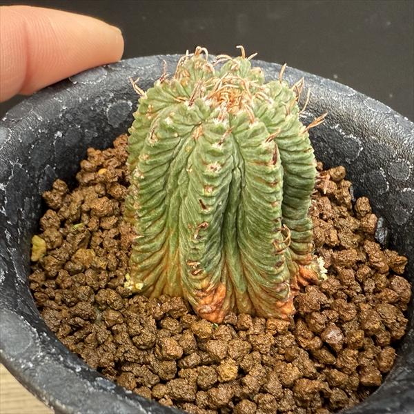 サボテン：アズテキウム 花籠（はなかご）自根*幅3.5cm 現