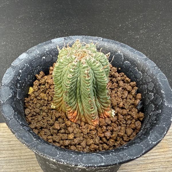 サボテン：アズテキウム 花籠（はなかご）自根*幅3cm 現品 一品限り