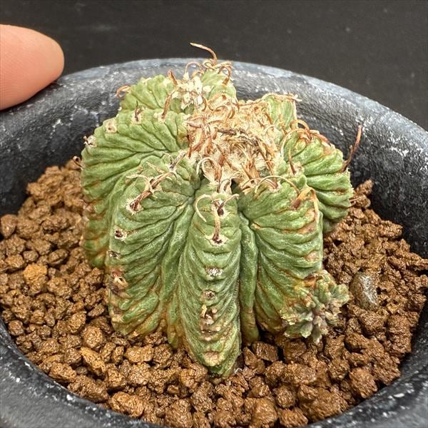 サボテン：アズテキウム 花籠（はなかご）自根*幅3.8cm 現品 一品