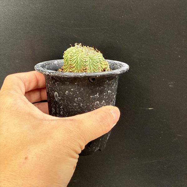 サボテン：アズテキウム 花籠（はなかご）自根*幅3.8cm 現品 一品