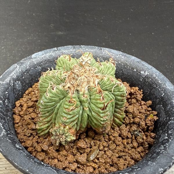 サボテン 花籠 アズテキウム サボテン アズテキウム 花龍 群生