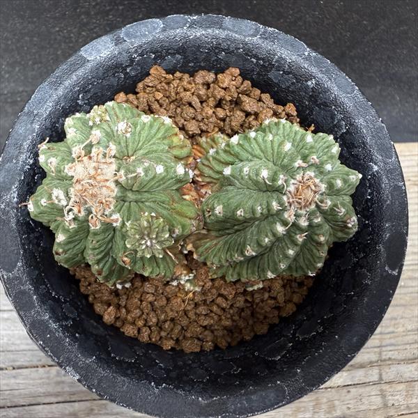 サボテン：アズテキウム 花籠（はなかご）ダブルヘッド 自根*幅6cm