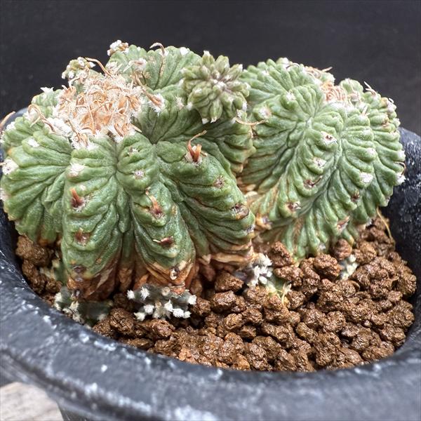 サボテン：アズテキウム 花籠（はなかご）ダブルヘッド 自根*幅6cm