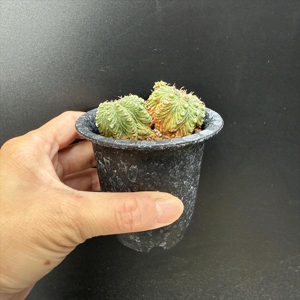 サボテン：アズテキウム 花籠（はなかご）ダブルヘッド 自根*幅6cm