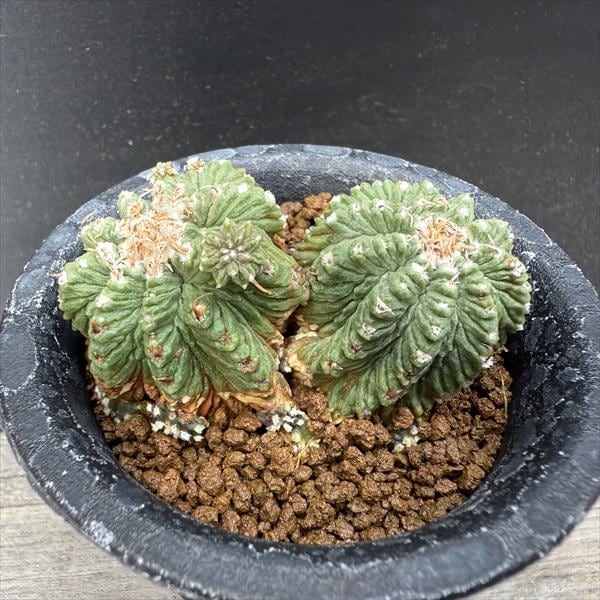 サボテン：アズテキウム 花籠（はなかご）ダブルヘッド 自根*幅6cm