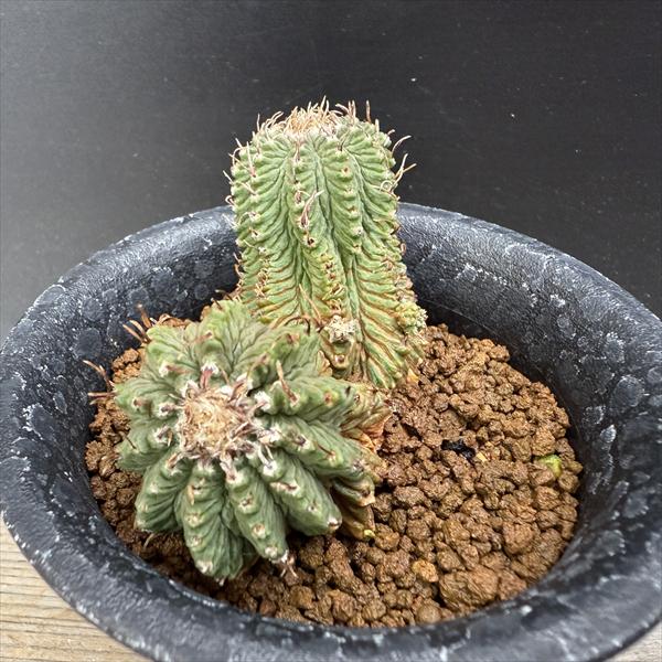 アズテキウム 花籠 古い現地球カキコ 作家鉢 アズテキウム 花籠 古い