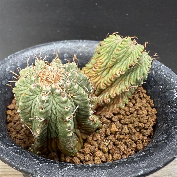 サボテン：アズテキウム 花籠（はなかご）ダブルヘッド 自根*幅7.5cm