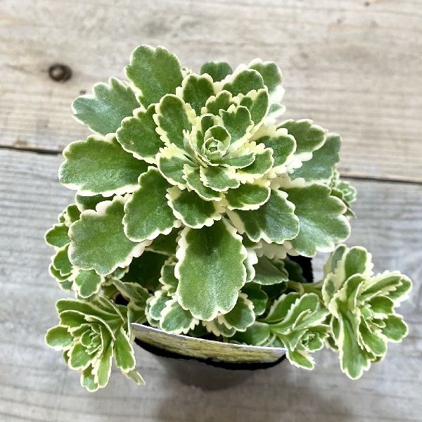 おしゃれ 観葉植物 苗：セダム：アトランティス*2.5号 | すべての商品