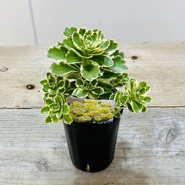 アトランティスペンデュラム：2個 インテグレイテッド・アトランティス