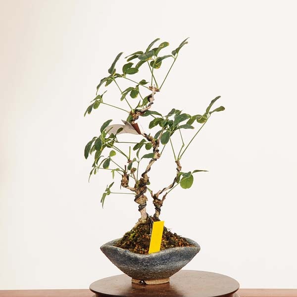 盆栽：白実木通(あけび) 現品*アケビ Akebi bonsai Akebia quinata