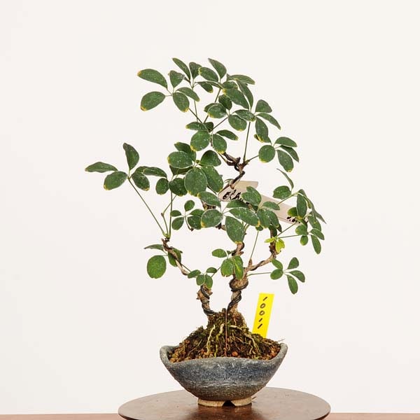 盆栽：白実木通(あけび) 現品*アケビ Akebi bonsai Akebia quinata