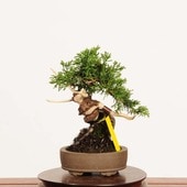 ߺϡ *ʪ Ѥѥ Sabina chinesisShinpaku bonsai ߺ