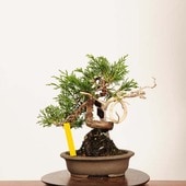 ߺϡ *ʪ Ѥѥ Sabina chinesisShinpaku bonsai ߺ
