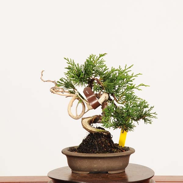 盆栽：糸魚川真柏 現品*一点物 しんぱく シンパク Sabina chinesis