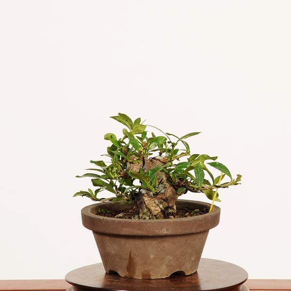 盆栽：実成梔子 *現品 一点物くちなし クチナシ Minarikuchinashi