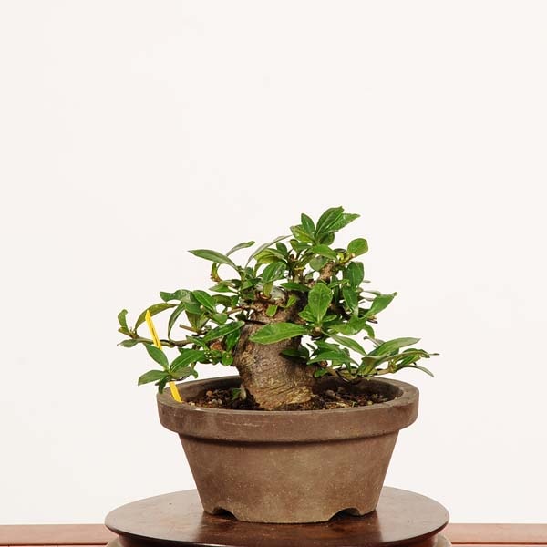 盆栽：実成梔子 *現品 一点物くちなし クチナシ Minarikuchinashi