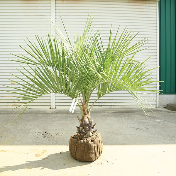 ڡ 䥷ʥ˥䥷*ʸ¤ꡪȯ