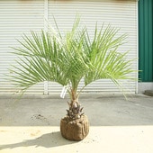 �������ڡ����� ���������䥷�ʥ������˥䥷����*�����ʸ¤ꡪ���������ȯ��