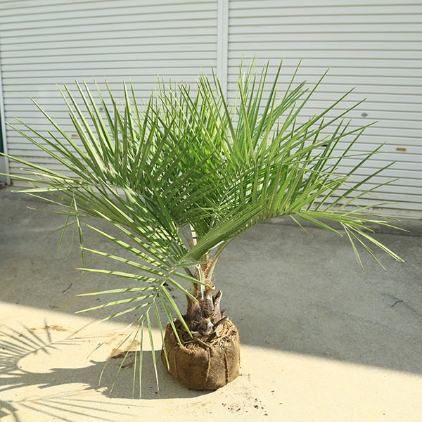 ワシントンヤシ　庭木　ヤシの木　ココスヤシ 特大庭木 植木 ：ココスヤシ（ココス）ヤシの木* 現品限り！ 佐川急便