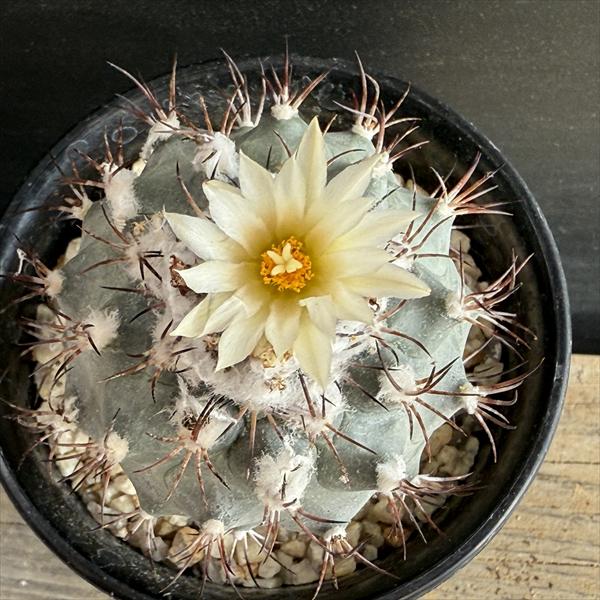 サボテン：ギムノカクタス 黒槍丸 実生*幅5cm | サボテン＆多肉植物