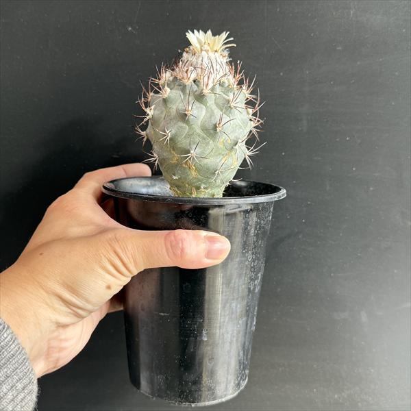 サボテン：ギムノカクタス 黒槍丸 実生*幅5cm | サボテン＆多肉植物