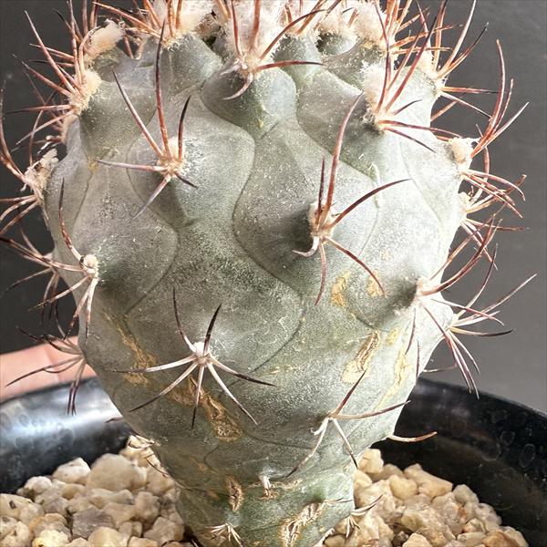 サボテン：ギムノカクタス 黒槍丸 実生*幅5cm | サボテン＆多肉植物