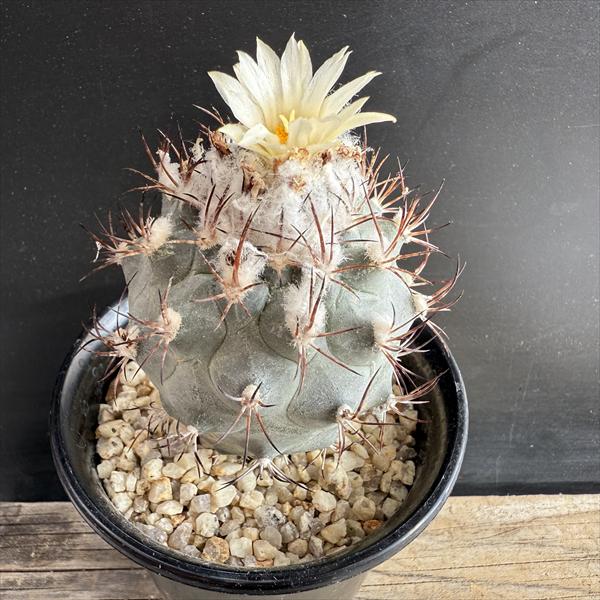 サボテン：ギムノカクタス 黒槍丸 実生*幅5cm | サボテン＆多肉植物